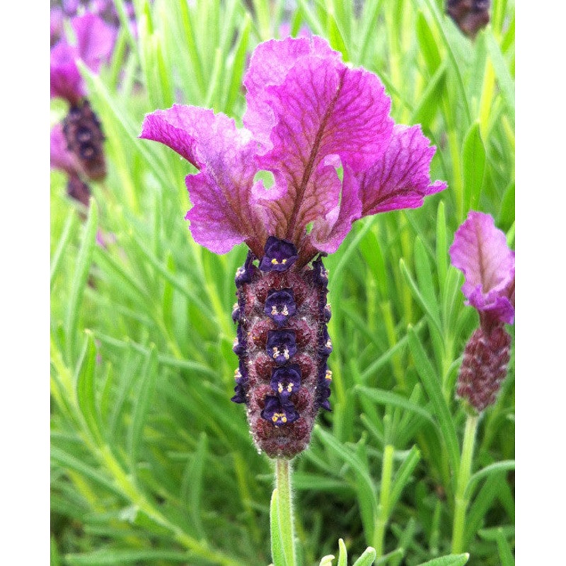 Lavandula st. Regal Splendour|9CM|2 litre