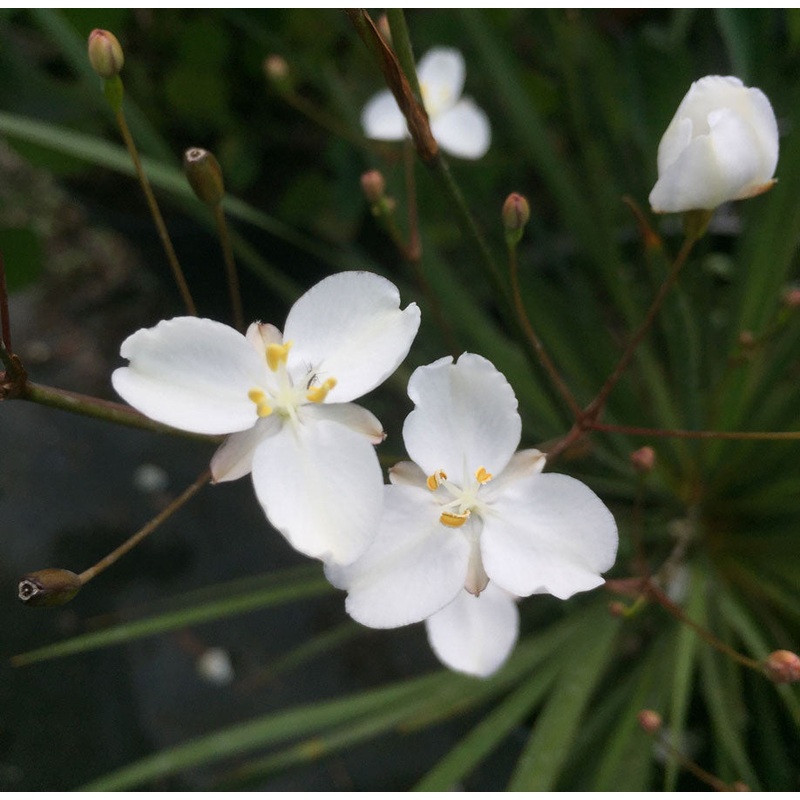 Libertia Grasshopper|2 Litre