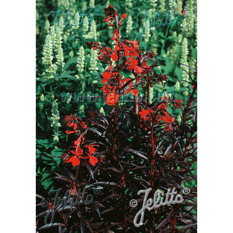 Lobelia Queen Victoria