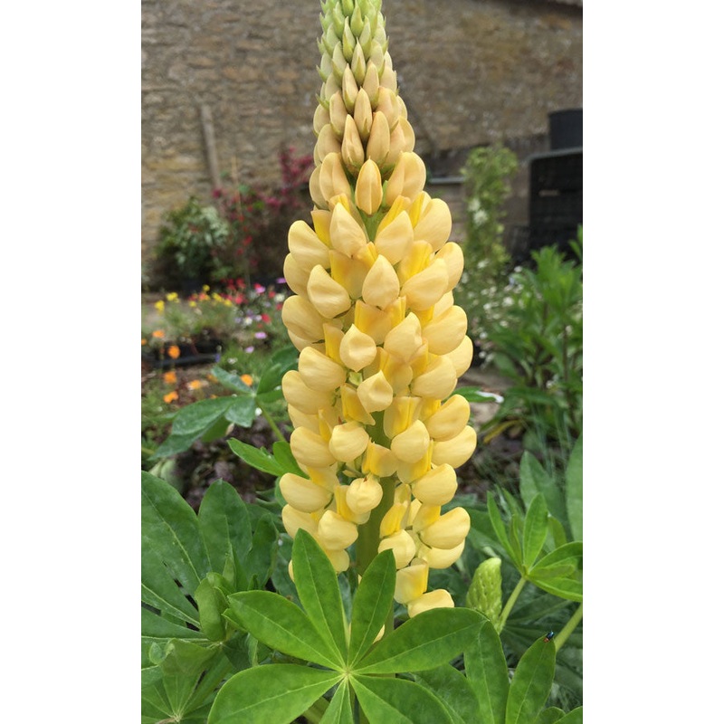 Lupin Chandelier|2 Litre