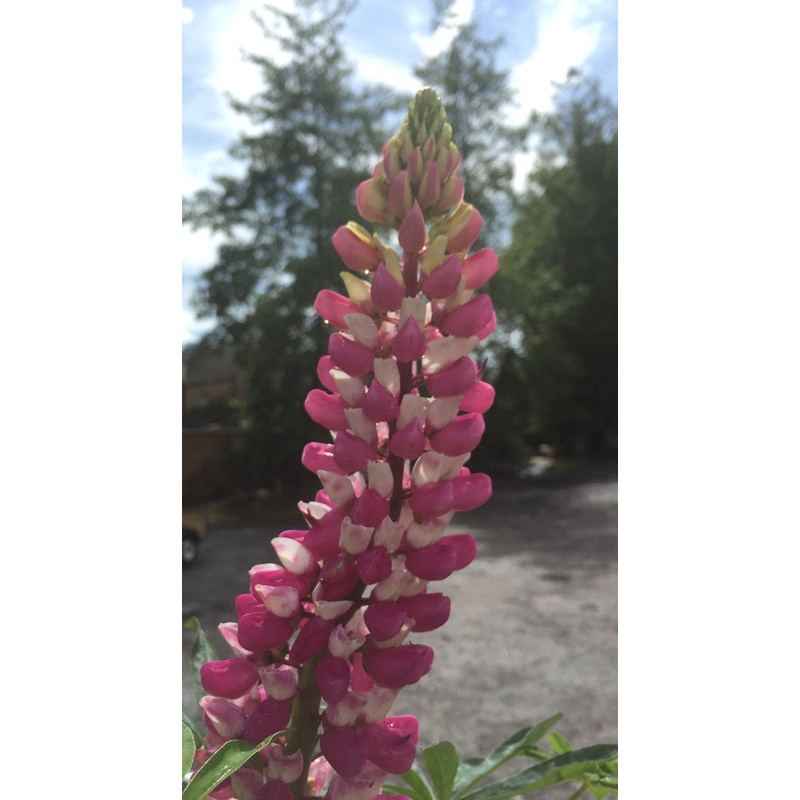 Lupin Chatelaine|2 Litre