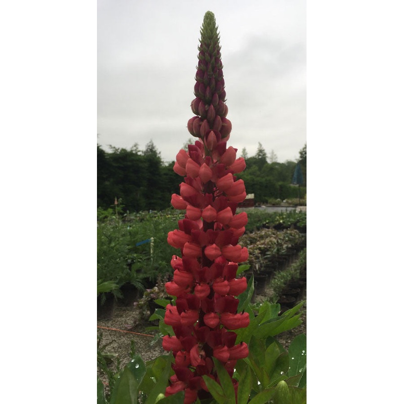 Lupin My Castle|2 Litre