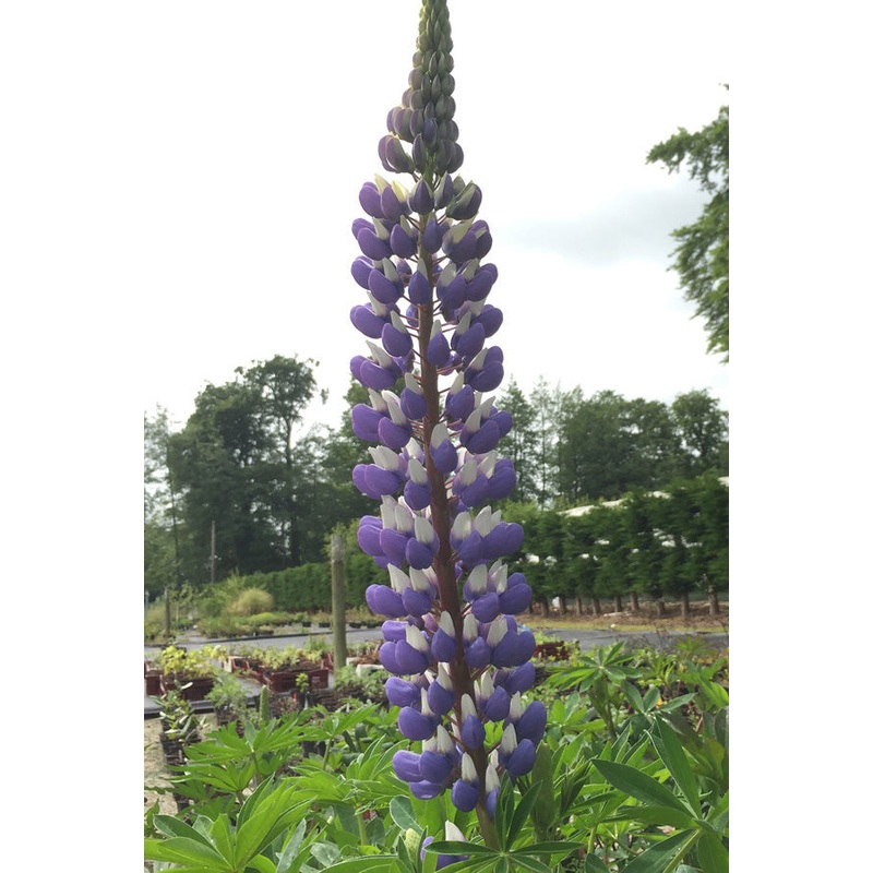 Lupin The Governor|2 Litre