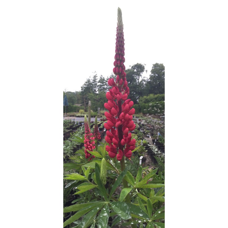 Lupinus The Pages|2 Litre