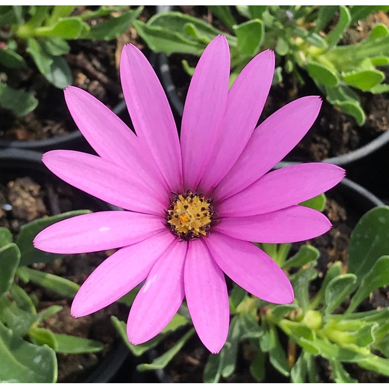 Osteospermum jucundum Compactum