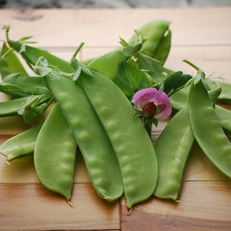Pea, Green Beauty Seeds