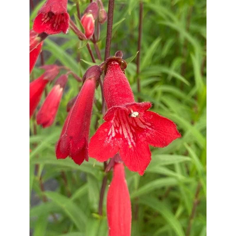 Penstemon Windsor Red|2 Litre
