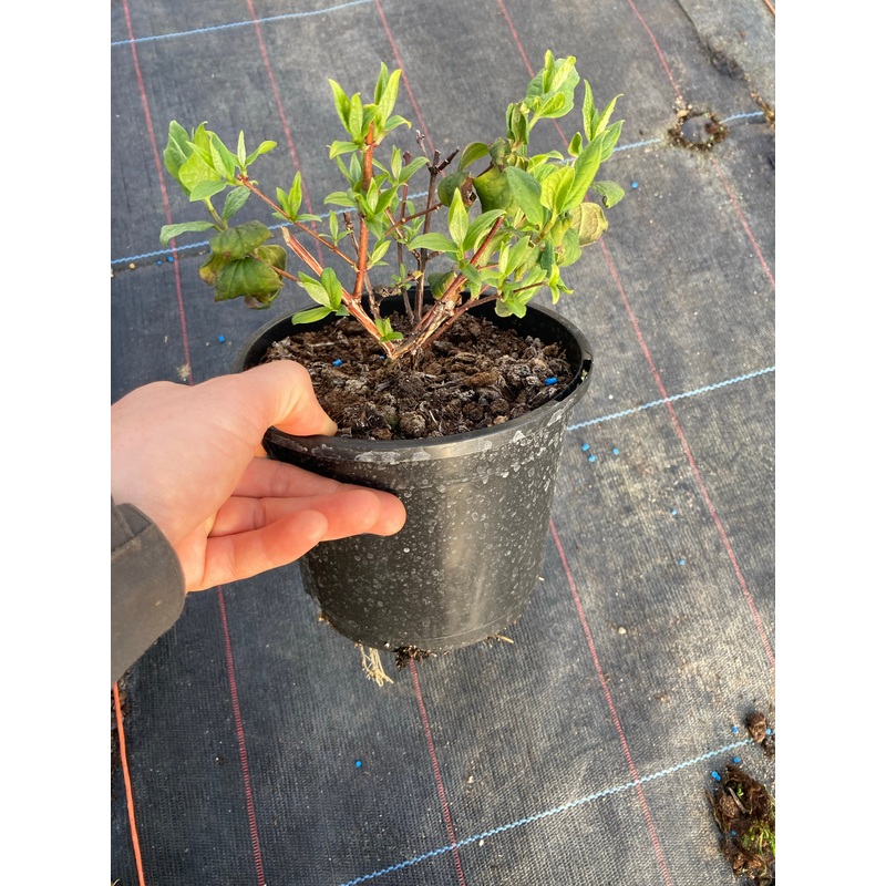 Philadelphus Belle Etoile – AGM