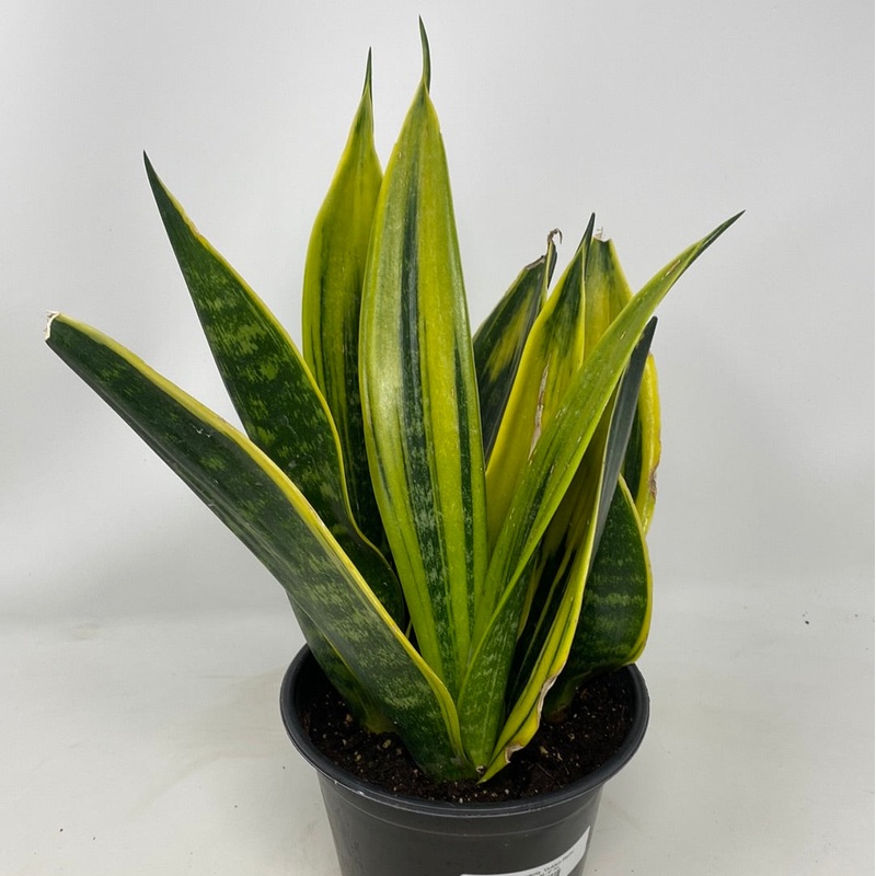 Sansevieria  ‘Golden Flame’|6″ Pot|4.5″ Pot