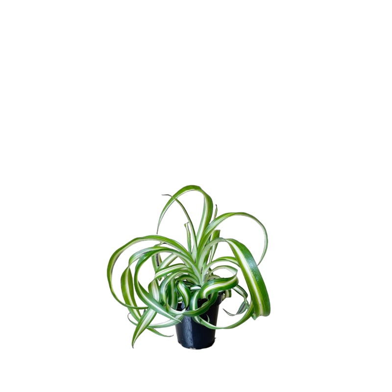 Spider Plant Bonnie 3.5 Inch Pot