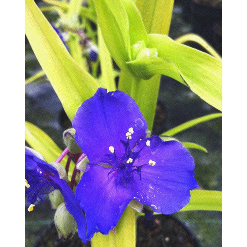 Tradescantia Blue & Gold|9cm|2 Litre