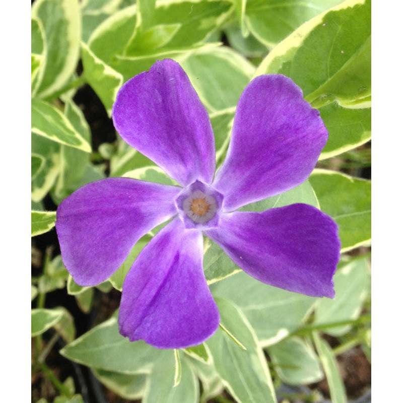 Vinca major Variegata (Elegantissima) AGM