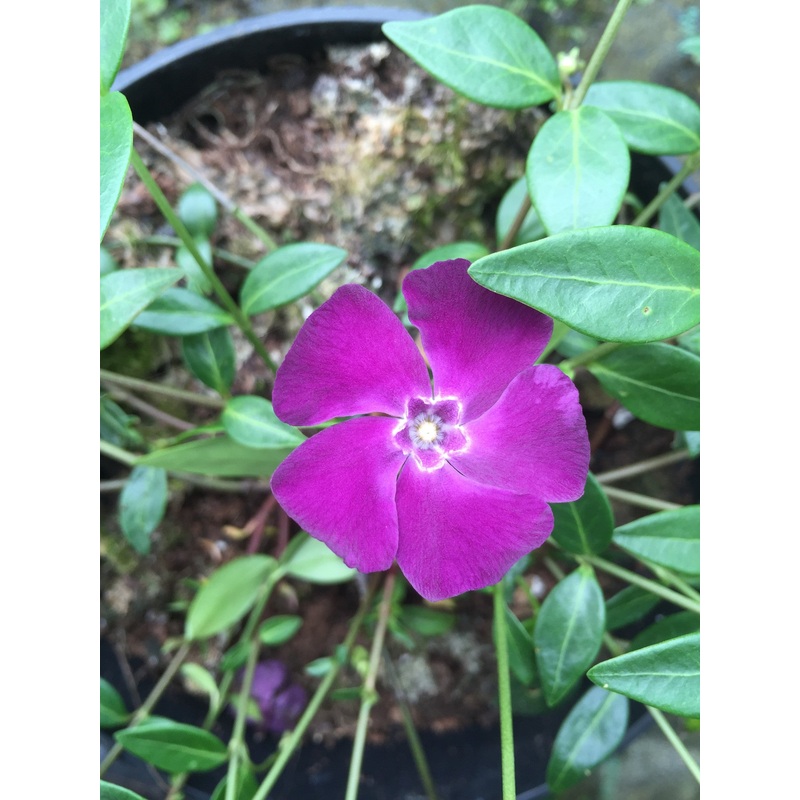 Vinca minor Atropurpurea AGM