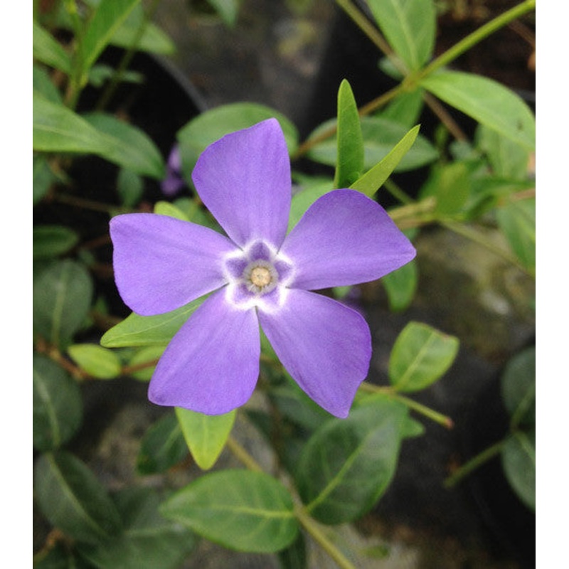 Vinca minor Bowles Variety -AGM