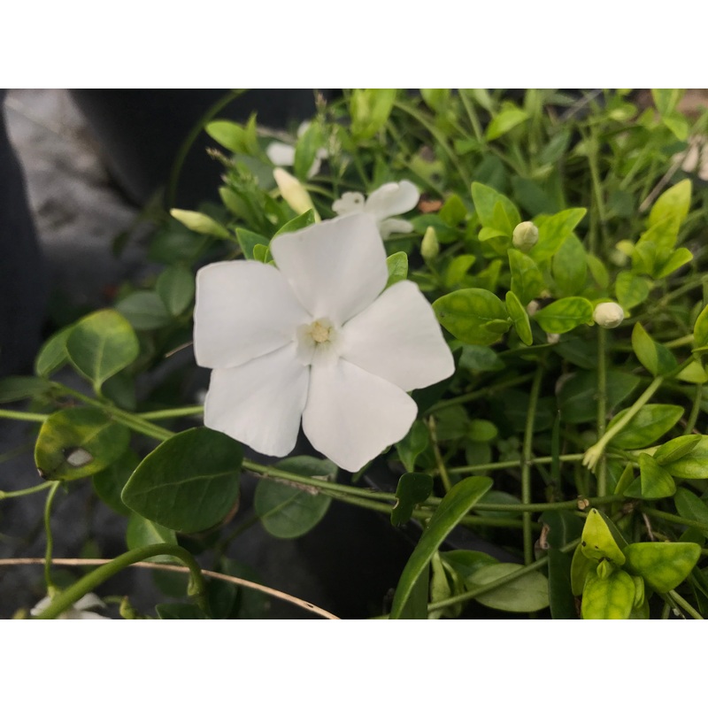 Vinca minor Gertrude Jekyll|2 Litre