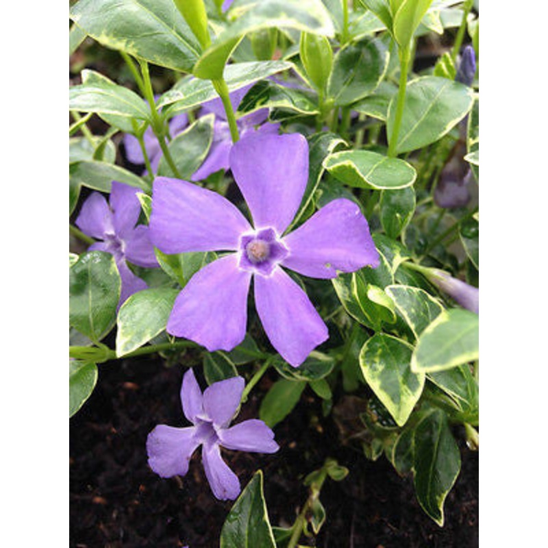 Vinca minor Ralph Shugert AGM|2 Litre