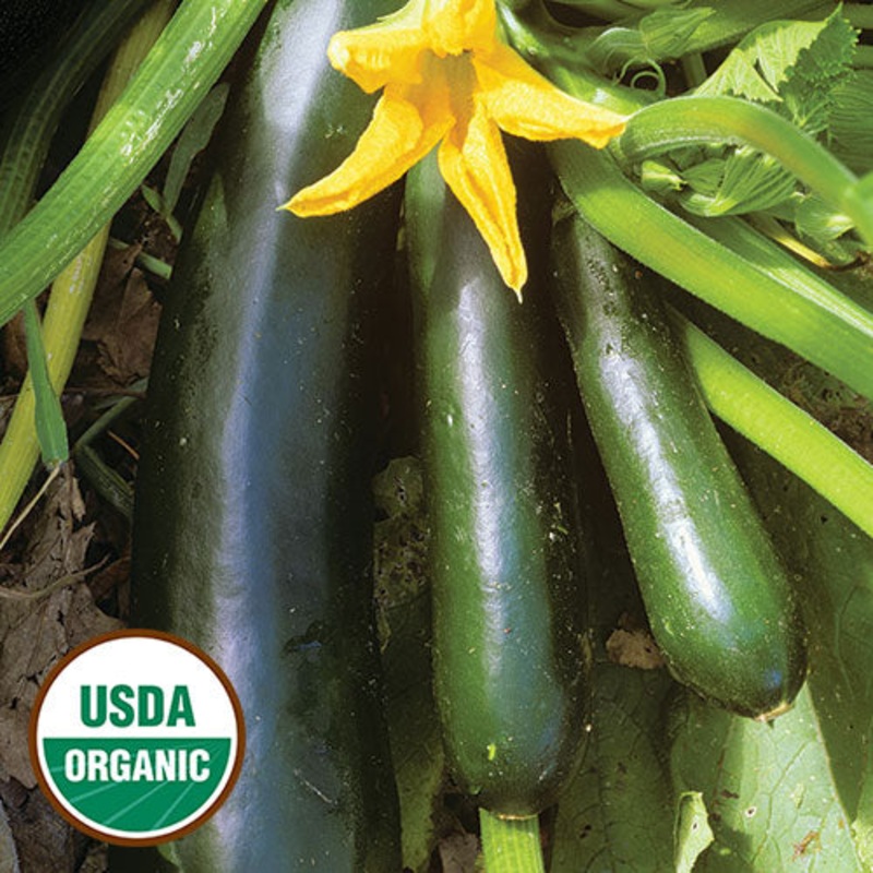 Zucchini, Black Beauty Organic Seeds