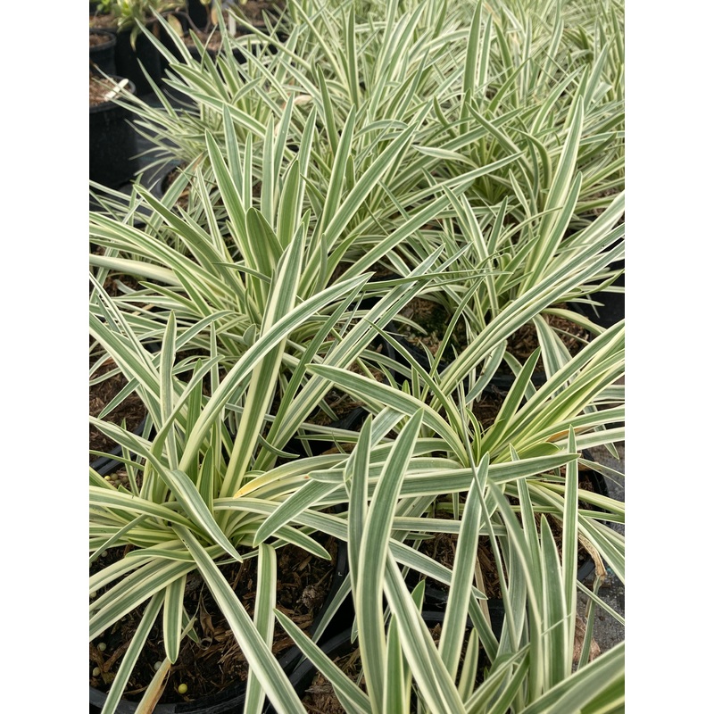 Agapanthus Tinkerbell|2 Litre