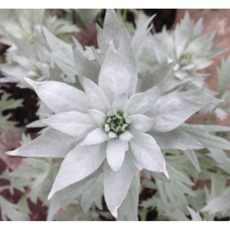 Artemisia Valerie Finnis|9cm|2 Litre