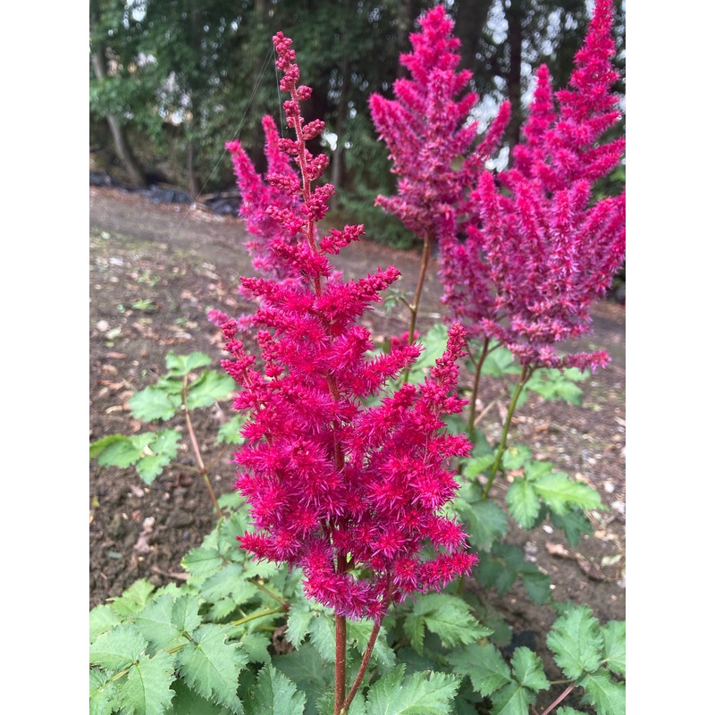 Astilbe Thunder & Lightning|2 Litre