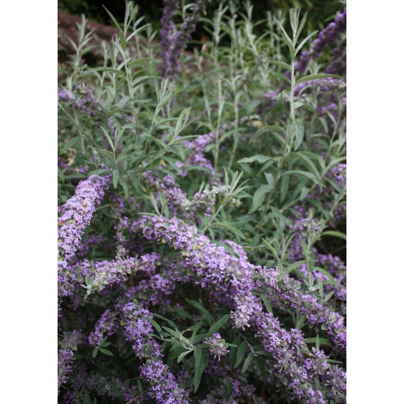 Buddleja (Buddleia) alternifolia Argentea