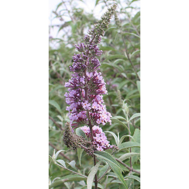 Buddleja (Buddleia) davidii Autumn Beauty