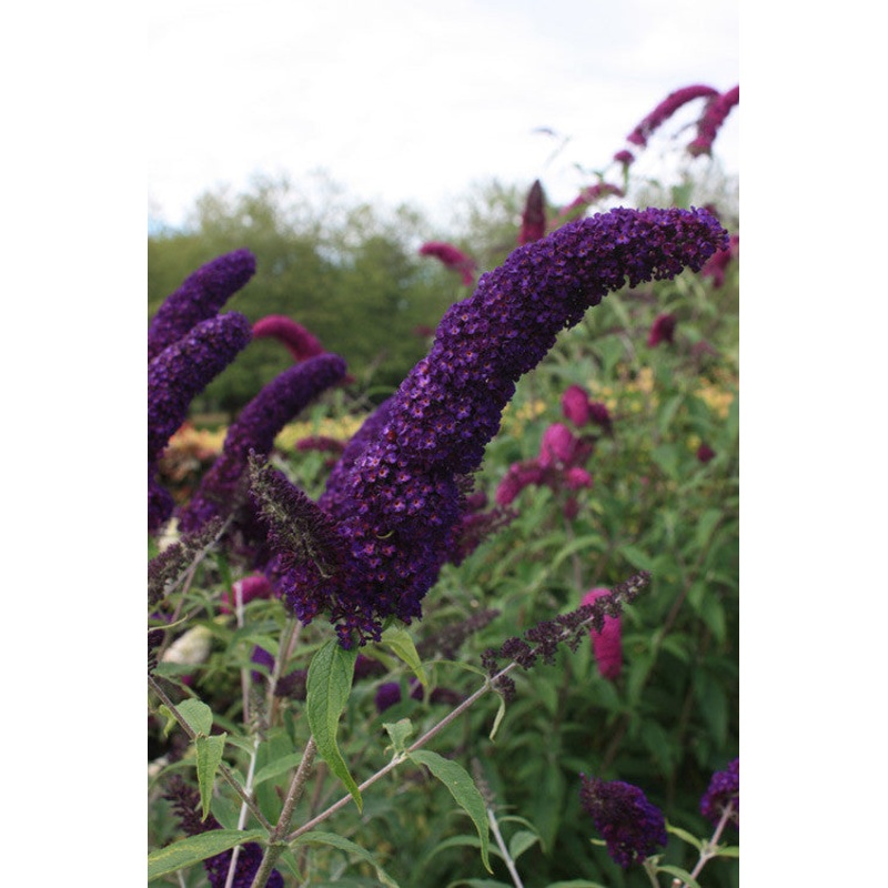 Buddleja (Buddleia) davidii Black Knight – AGM