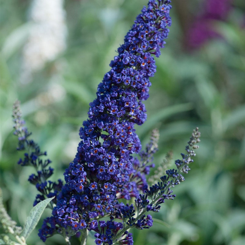 Buddleja (Buddleia) davidii Buzz Indigo – Dwarf Buddleja