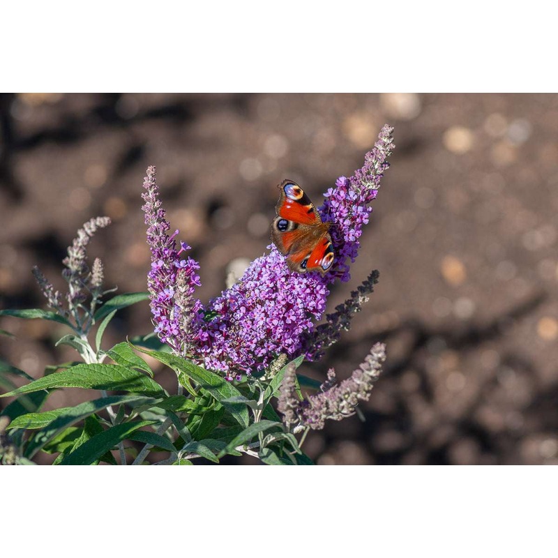 Buddleja (Buddleia) davidii Buzz Lavender – Dwarf Buddleja