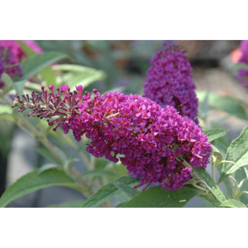 Buddleja (Buddleia) davidii Buzz Magenta- Dwarf Buddleja