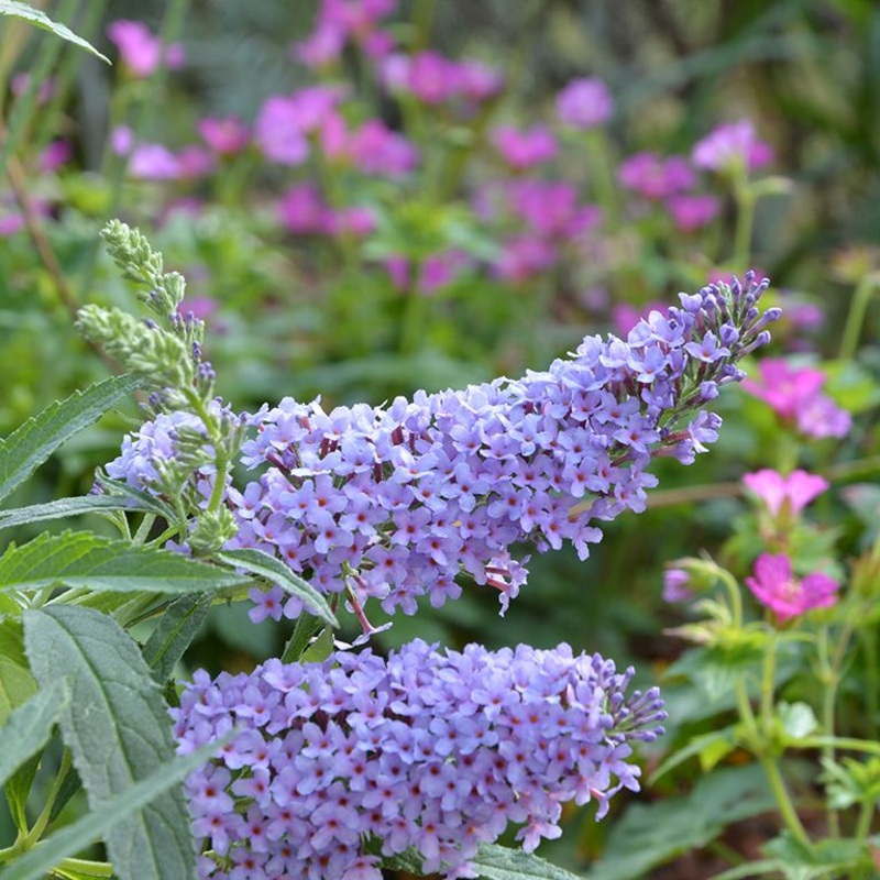 Buddleja (Buddleia) davidii Buzz Sky Blue – Dwarf Buddleja