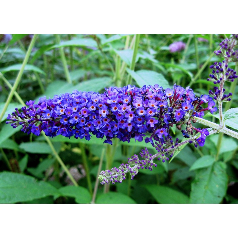 Buddleja (Buddleia) davidii Empire Blue