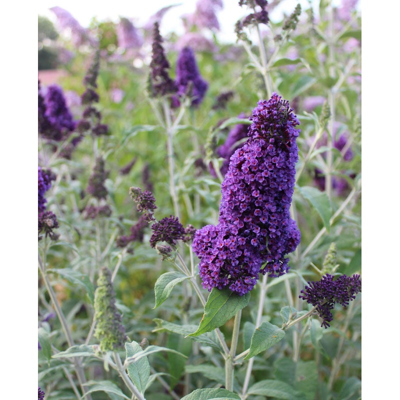 Buddleja (Buddleia) davidii Orpheus