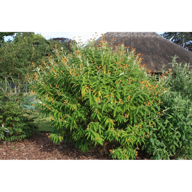 Buddleja (Buddleia) globosa – AGM