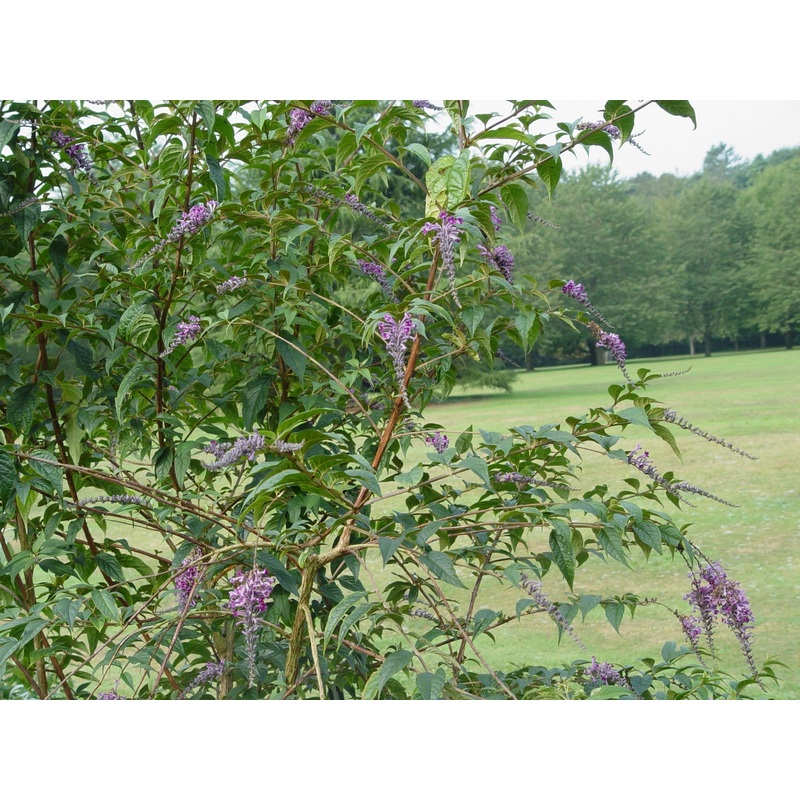 Buddleja (Buddleia) lindleyana