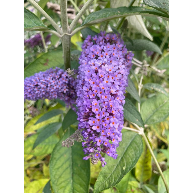 Buddleja (Buddleia) Lochinch – AGM