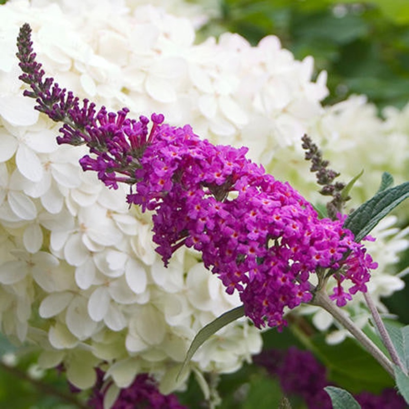 Buddleja (Buddleia) Miss Ruby – AGM