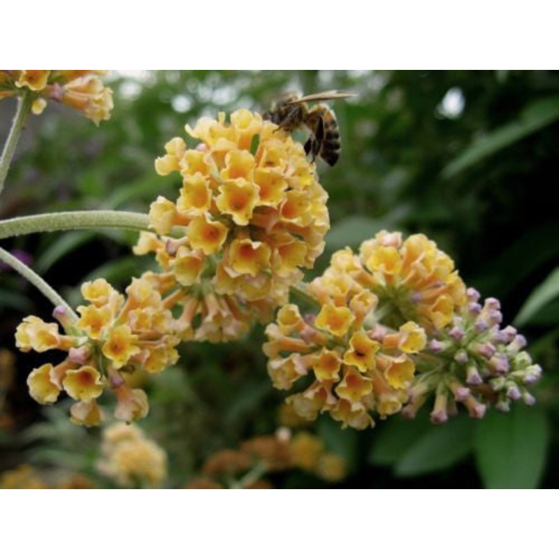 Buddleja (Buddleia) x weyeriana Golden Glow