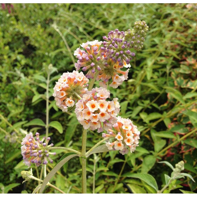 Buddleja (Buddleia) x weyeriana Moonlight