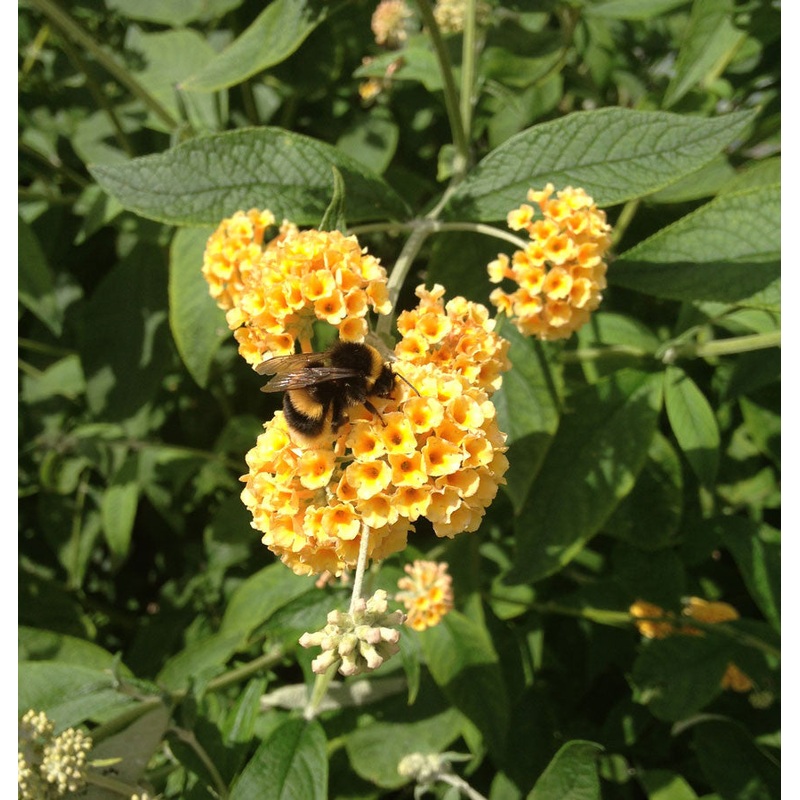Buddleja (Buddleia) x weyeriana Sungold – AGM