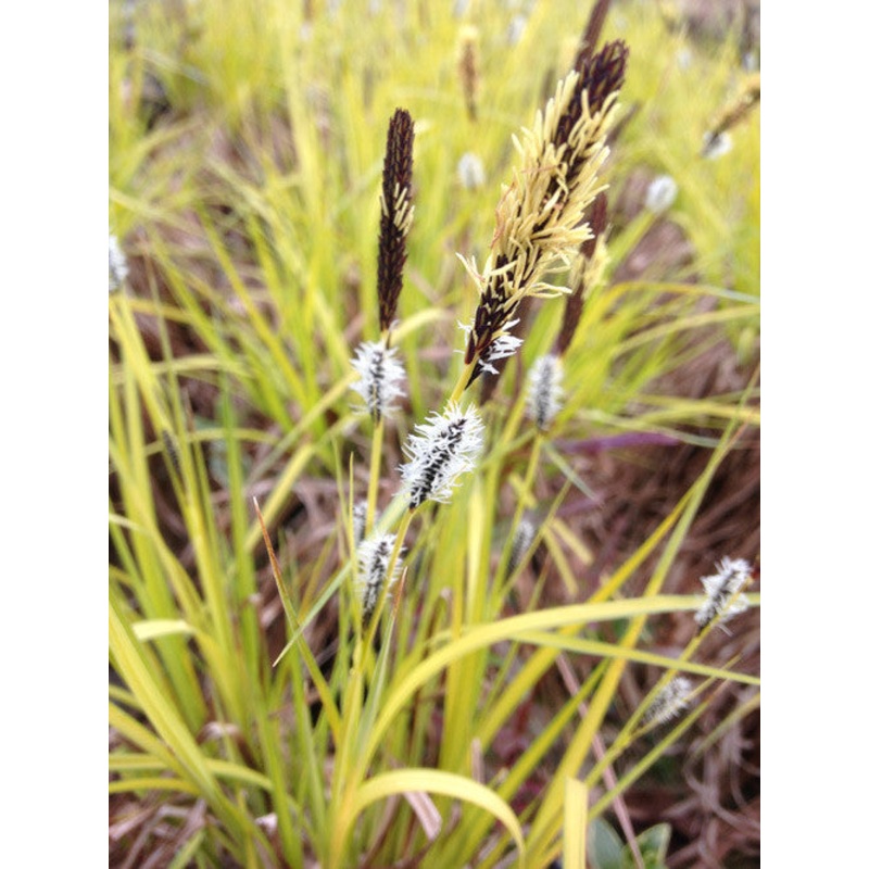 Carex elata ‘Aurea’ – AGM|9cm|2 Litre