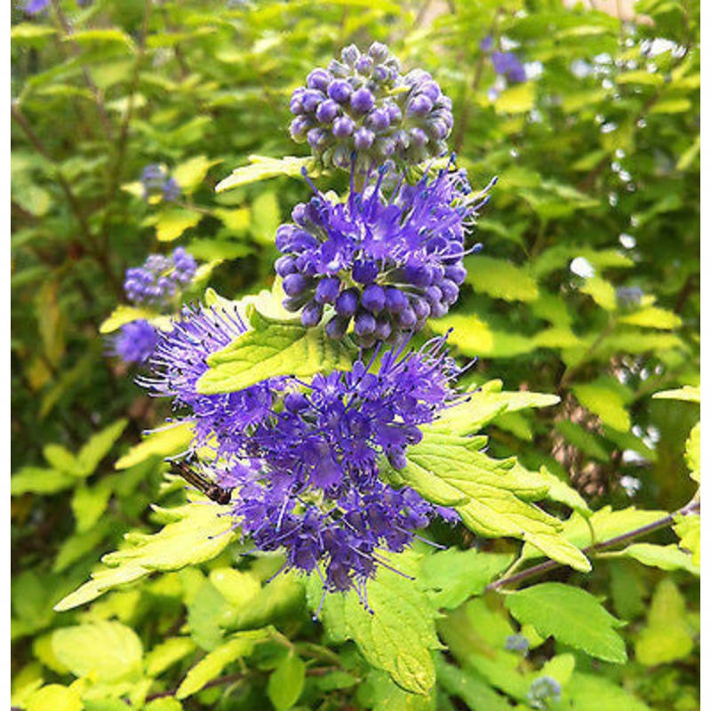 Caryopteris incana Sunshine Blue (Jason)