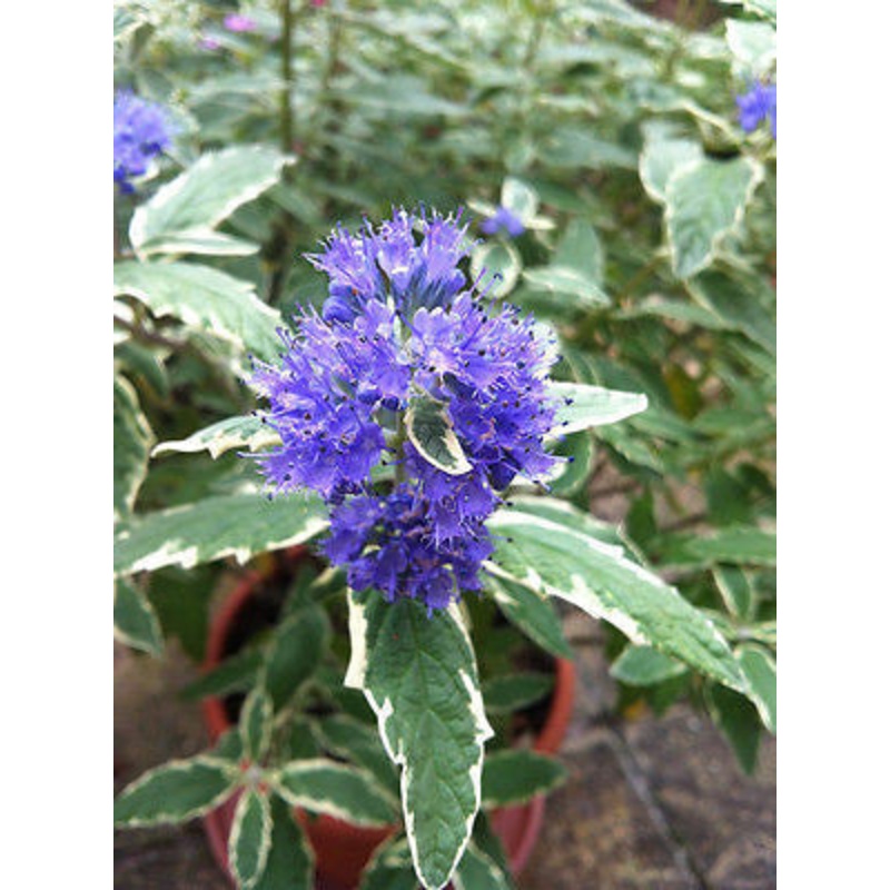 Caryopteris White Surprise