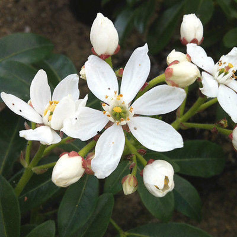 Choisya ternata (Mexican Orange Blossom) AGM