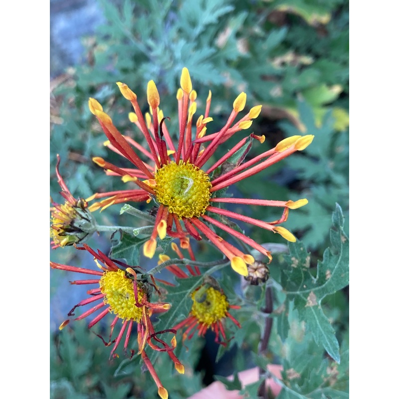 Chrysanthemum Burnt Orange|9cm|2 Litre