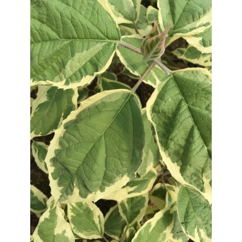 Clerodendrum trichotomum var. fargesii Carnival – AGM