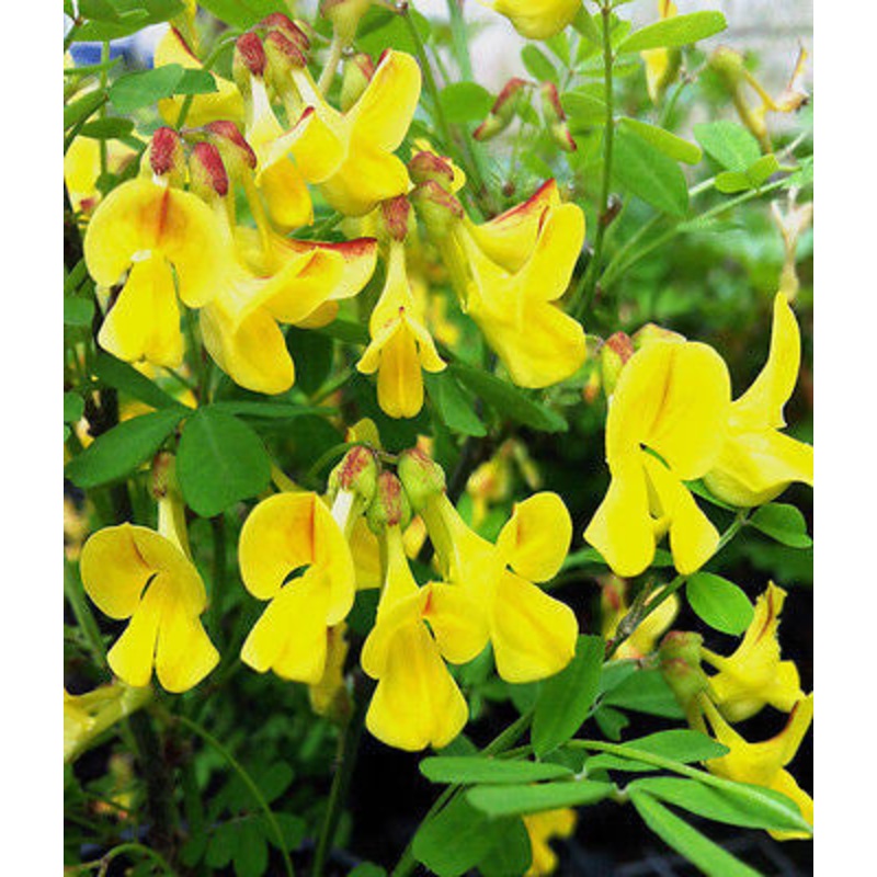 Coronilla valentina emerus (syn. Hippocrepis emerus)