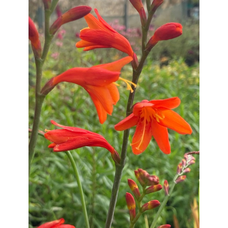Crocosmia ‘Jackanapes’|9CM|2 Litre