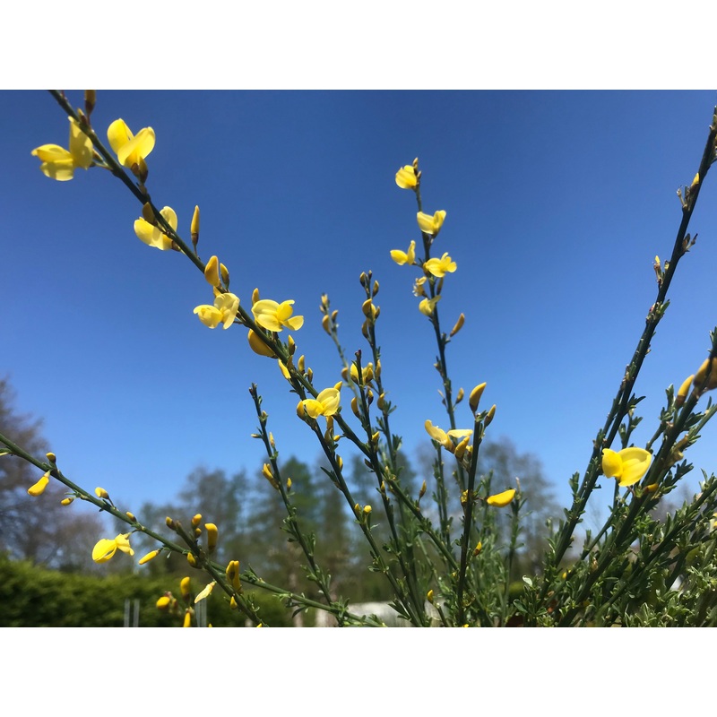 Cytisus  praecox Allgold AGM