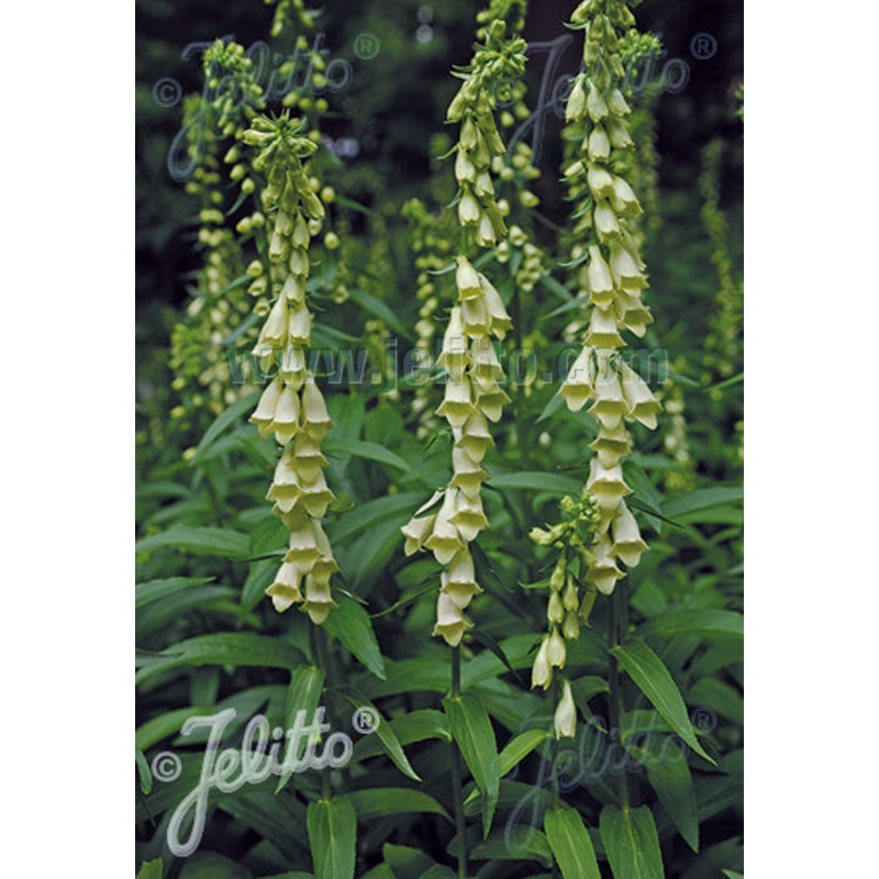 Digitalis lutea – AGM|9CM|2 Litre